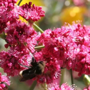 Takane Ruby Pink Buckwheat Flower Seeds - 50 Seeds, Annual Cover Crop - Image 1