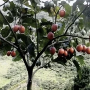 Tamarillo Tree Tomato Live Plant – Solanum Betaceum – 5-8 Inch Tall – Outdoor Fruit Plant - Image 2