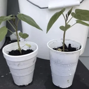 Tamarillo Tree Tomato Live Plant – Solanum Betaceum – 5-8 Inch Tall – Outdoor Fruit Plant - Image 3