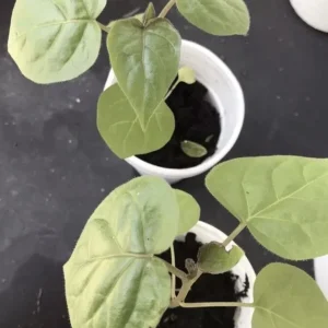 Tamarillo Tree Tomato Live Plant – Solanum Betaceum – 5-8 Inch Tall – Outdoor Fruit Plant - Image 4