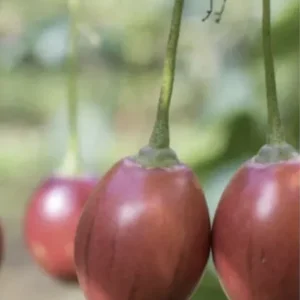 Tamarillo Tree Tomato Live Plant – Solanum Betaceum – 5-8 Inch Tall – Outdoor Fruit Plant - Image 5