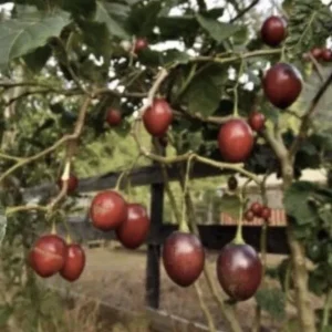 Tamarillo Tree Tomato Live Plant – Solanum Betaceum – 5-8 Inch Tall – Outdoor Fruit Plant - Image 6