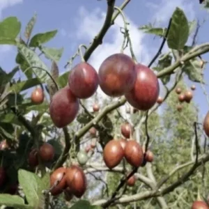 Tamarillo Tree Tomato Live Plant – Solanum Betaceum – 5-8 Inch Tall – Outdoor Fruit Plant - Image 7