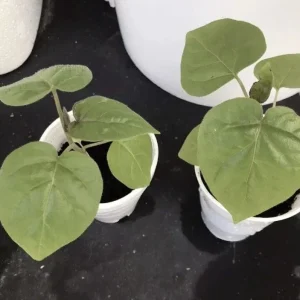 Tamarillo Tree Tomato Live Plant – Solanum Betaceum – 5-8 Inch Tall – Outdoor Fruit Plant - Image 8