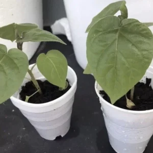 Tamarillo Tree Tomato Live Plant – Solanum Betaceum – 5-8 Inch Tall – Outdoor Fruit Plant - Image 9