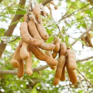 Tamarind Seedling Live Plant – 4 Inch Pot – Tropical Fruit Tree – Indoor/Outdoor - Image 2