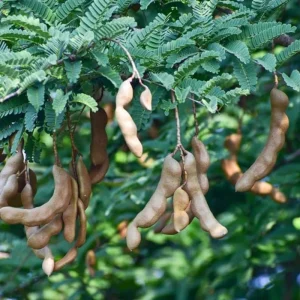 Tamarind Seedling Live Plant – 4 Inch Pot – Tropical Fruit Tree – Indoor/Outdoor - Image 3