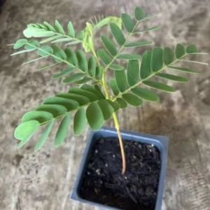 Tamarind Seedling Live Plant – 4 Inch Pot – Tropical Fruit Tree – Indoor/Outdoor - Image 5