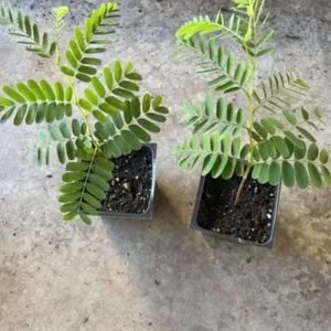 Tamarind Seedling Live Plant – 4 Inch Pot – Tropical Fruit Tree – Indoor/Outdoor - Image 6