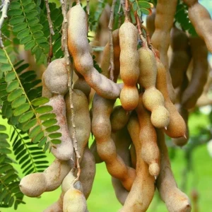 Tamarind Seedling Live Plant – 4 Inch Pot – Tropical Fruit Tree – Indoor/Outdoor - Image 7