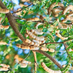 Tamarind Seedling Live Plant – 4 Inch Pot – Tropical Fruit Tree – Indoor/Outdoor - Image 8