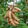 Tamarind Seedling Live Plant – 4 Inch Pot – Tropical Fruit Tree – Indoor/Outdoor - Image 1