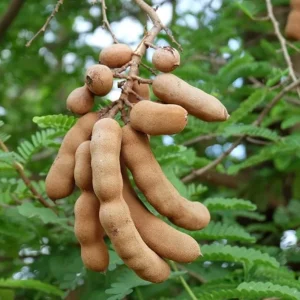 Tamarind Seedling Live Plant – 4 Inch Pot – Tropical Fruit Tree – Indoor/Outdoor - Image 1