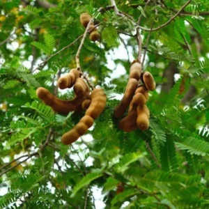 Tamarind Seedling Live Plant – 4 Inch Pot – Tropical Fruit Tree – Indoor/Outdoor - Image 9