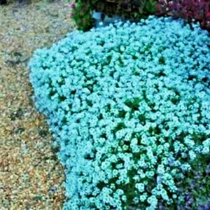 Teal Alyssum Seeds - Sweet Carpet Flower - Brassicaceae - Perennial Flower Seeds - Full Sun to Partial Shade - Image 2
