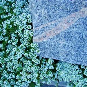 Teal Alyssum Seeds - Sweet Carpet Flower - Brassicaceae - Perennial Flower Seeds - Full Sun to Partial Shade - Image 3