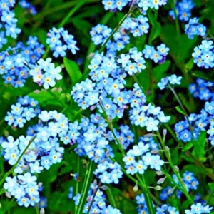 Teal Alyssum Seeds - Sweet Carpet Flower - Brassicaceae - Perennial Flower Seeds - Full Sun to Partial Shade - Image 4