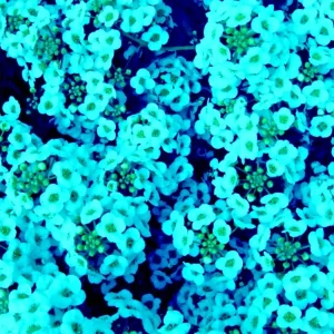 Teal Alyssum Seeds - Sweet Carpet Flower - Brassicaceae - Perennial Flower Seeds - Full Sun to Partial Shade - Image 1