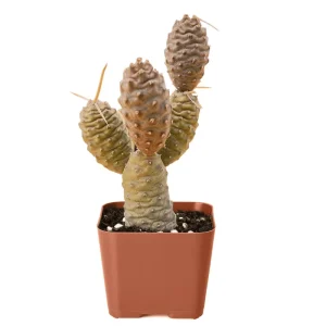 Tephrocactus Articulatus Inermis Pine Cone Cactus Succulent Live Plant 2 Inch Pot - Image 2