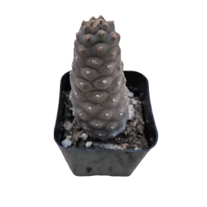 Tephrocactus Articulatus Inermis Pine Cone Cactus Succulent Live Plant 2 Inch Pot - Image 3
