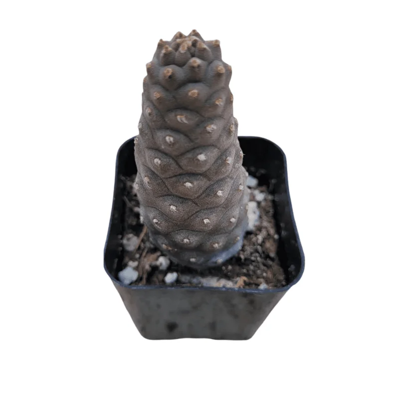 Tephrocactus Articulatus Inermis Pine Cone Cactus Succulent Live Plant 2 Inch Pot - Image 3