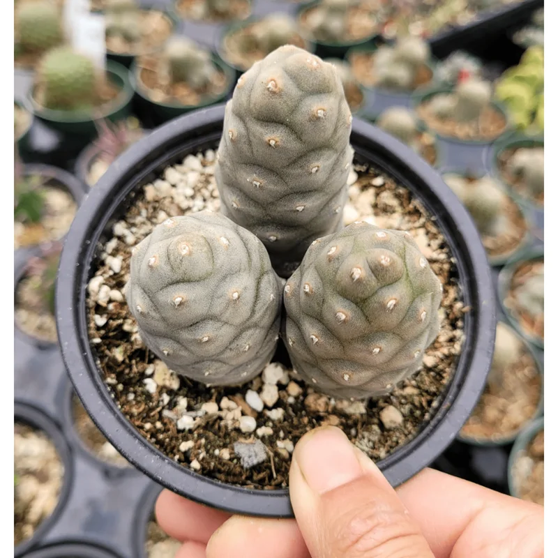 Tephrocactus Articulatus Inermis Pine Cone Cactus Succulent Live Plant 2 Inch Pot - Image 4
