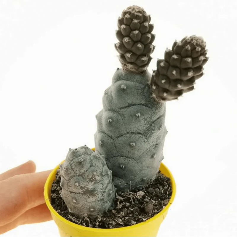 Tephrocactus Articulatus Inermis Pine Cone Cactus Succulent Live Plant 2 Inch Pot - Image 5