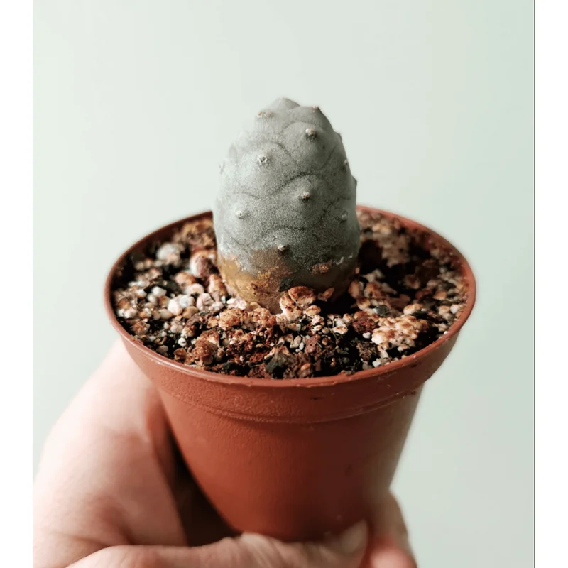 Tephrocactus Articulatus Inermis Pine Cone Cactus Succulent Live Plant 2 Inch Pot - Image 6