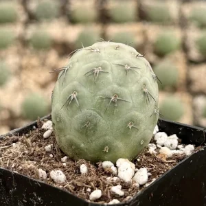 Tephrocactus Geometricus Live Plant – Rare Cactus – 2.5 Inch Pot – Indoor/Outdoor Succulent - Image 4
