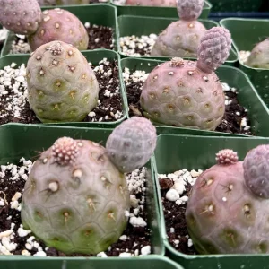 Tephrocactus Geometricus Live Plant – Rare Cactus – 2.5 Inch Pot – Indoor/Outdoor Succulent - Image 5