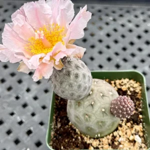 Tephrocactus Geometricus Live Plant – Rare Cactus – 2.5 Inch Pot – Indoor/Outdoor Succulent - Image 6