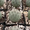 Tephrocactus Geometricus Live Plant – Rare Cactus – 2.5 Inch Pot – Indoor/Outdoor Succulent - Image 1