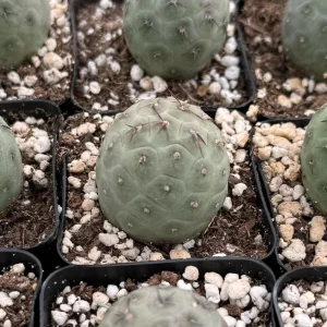 Tephrocactus Geometricus Live Plant – Rare Cactus – 2.5 Inch Pot – Indoor/Outdoor Succulent - Image 1