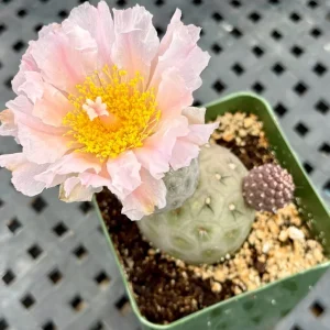 Tephrocactus Geometricus Live Plant – Rare Cactus – 2.5 Inch Pot – Indoor/Outdoor Succulent - Image 7