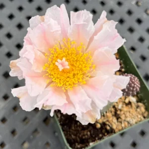 Tephrocactus Geometricus Live Plant – Rare Cactus – 2.5 Inch Pot – Indoor/Outdoor Succulent - Image 8