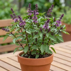 Thai Basil Live Plant – 4-8 Inches Tall – Fast Growing Culinary Herb for Indoor/Outdoor - Image 4