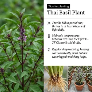 Thai Basil Live Plant – 4-8 Inches Tall – Fast Growing Culinary Herb for Indoor/Outdoor - Image 5