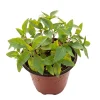 Thai Basil Live Plant – 4-8 Inches Tall – Fast Growing Culinary Herb for Indoor/Outdoor - Image 1