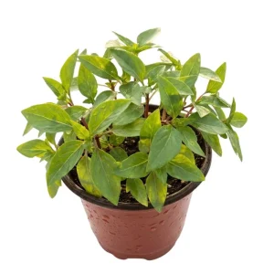Thai Basil Live Plant – 4-8 Inches Tall – Fast Growing Culinary Herb for Indoor/Outdoor - Image 1