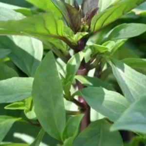 Thai Sweet Basil Live Plant - Siam Queen Organic Non-GMO Herb - 18-24 Inches Tall - Image 2