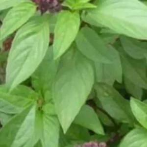 Thai Sweet Basil Live Plant - Siam Queen Organic Non-GMO Herb - 18-24 Inches Tall - Image 3