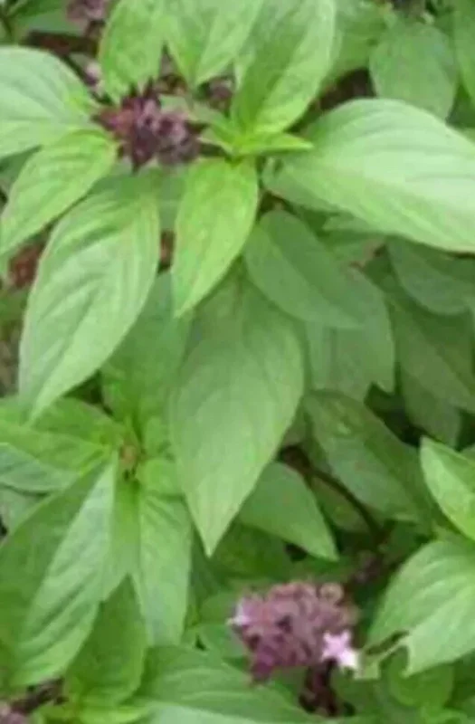 Thai Sweet Basil Live Plant - Siam Queen Organic Non-GMO Herb - 18-24 Inches Tall - Image 3