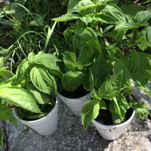 Thai Sweet Basil Live Plant - Siam Queen Organic Non-GMO Herb - 18-24 Inches Tall - Image 4