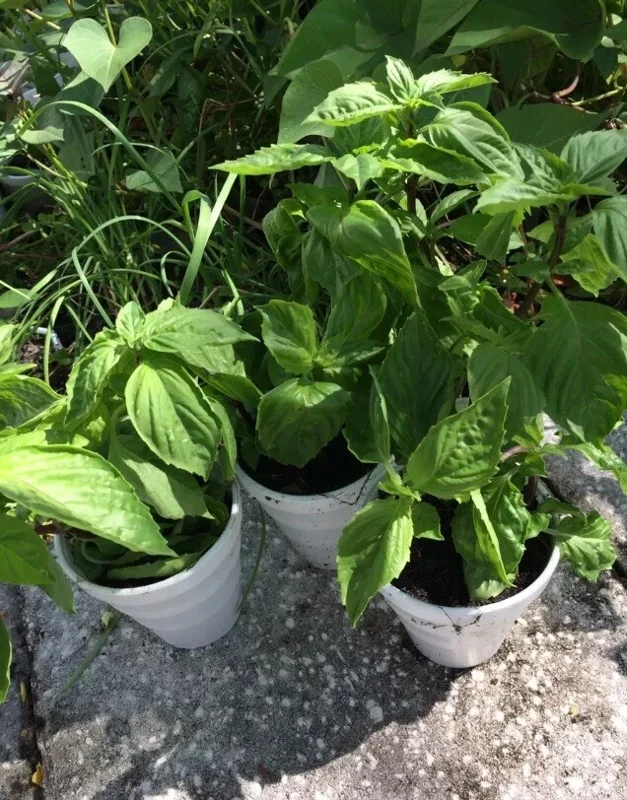 Thai Sweet Basil Live Plant - Siam Queen Organic Non-GMO Herb - 18-24 Inches Tall - Image 4