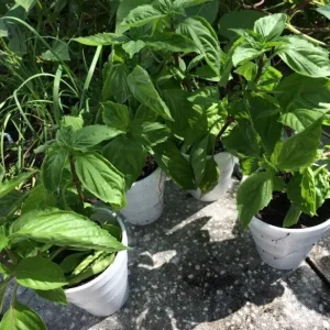 Thai Sweet Basil Live Plant - Siam Queen Organic Non-GMO Herb - 18-24 Inches Tall - Image 5