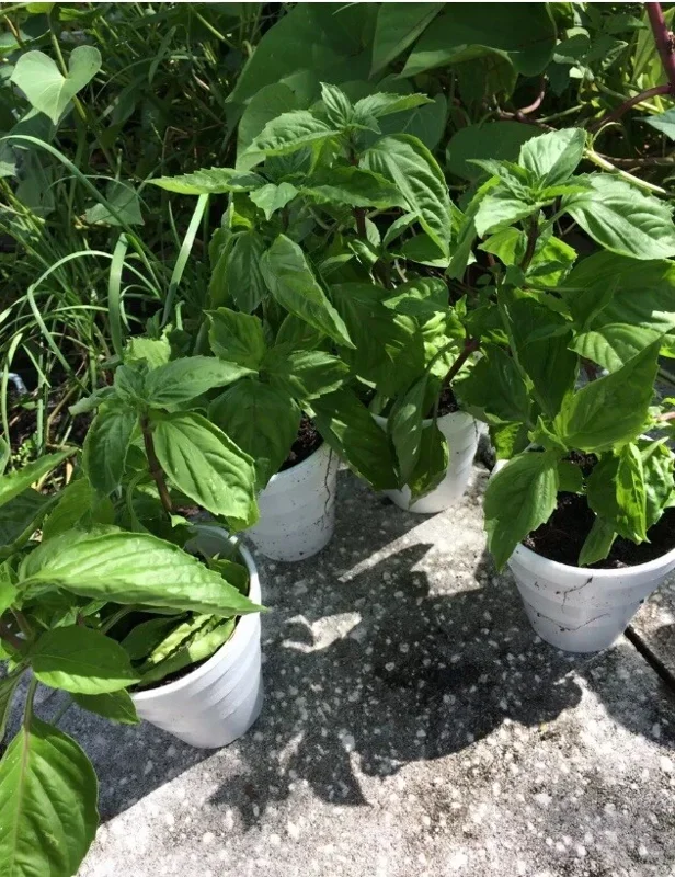 Thai Sweet Basil Live Plant - Siam Queen Organic Non-GMO Herb - 18-24 Inches Tall - Image 5