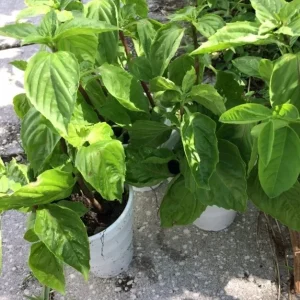 Thai Sweet Basil Live Plant - Siam Queen Organic Non-GMO Herb - 18-24 Inches Tall - Image 6
