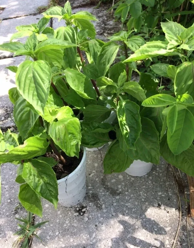 Thai Sweet Basil Live Plant - Siam Queen Organic Non-GMO Herb - 18-24 Inches Tall - Image 6