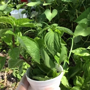 Thai Sweet Basil Live Plant - Siam Queen Organic Non-GMO Herb - 18-24 Inches Tall - Image 7