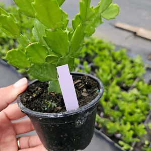 Thanksgiving Cactus Live Plant - Schlumbergera Holiday Cactus - 4 Inch Pot - Indoor - Image 2